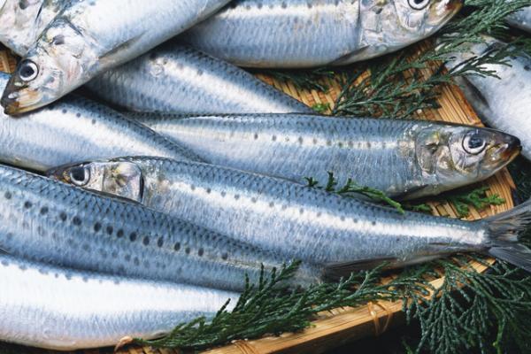 沙丁鱼是不是深海鱼，属于深海鱼且主要以浮游生物为食