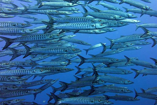 沙丁鱼是不是深海鱼，属于深海鱼且主要以浮游生物为食
