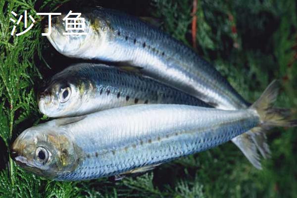 沙丁鱼是不是深海鱼，属于深海鱼且主要以浮游生物为食