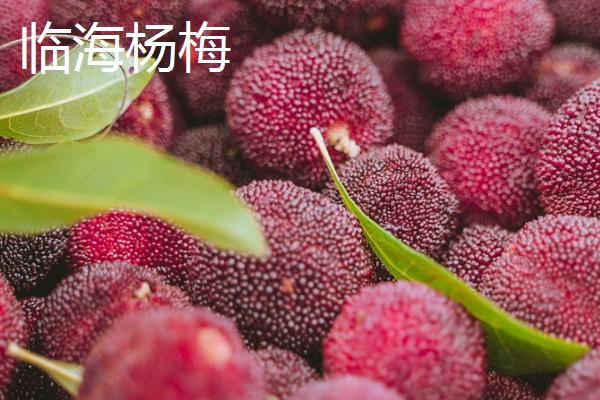 浙江台州的特产，包括仙居番薯干、天台山蜜橘、重阳糕等种类