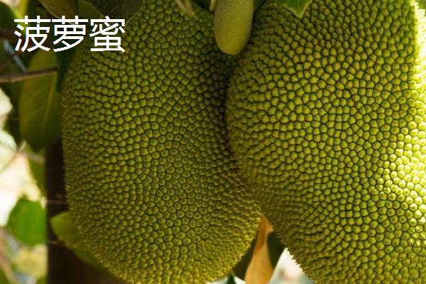 菠萝与菠萝蜜有什么区别，菠萝属于凤梨科、菠萝蜜属于桑科