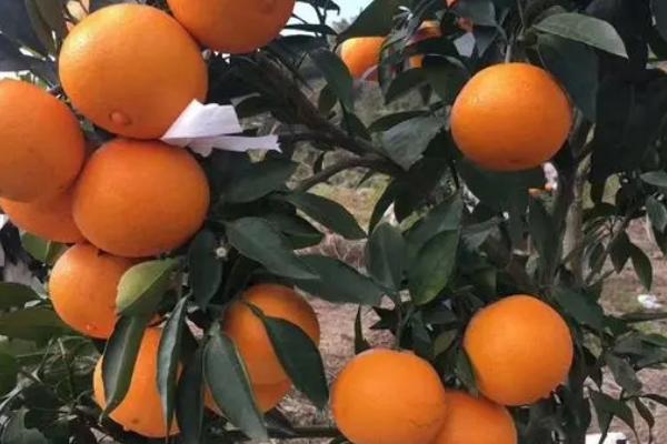 黄美人柑橘品种介绍，成熟时间为2-3月