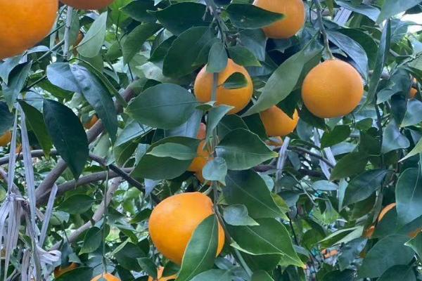 黄美人柑橘品种介绍，成熟时间为2-3月