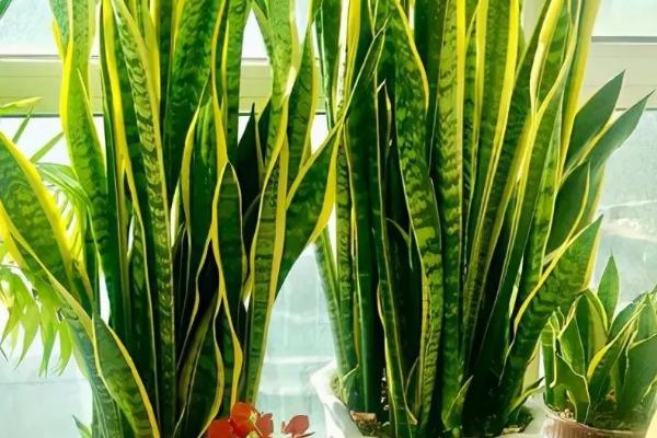 什么是虎皮兰，属于百合目、百合科多年生草本植物