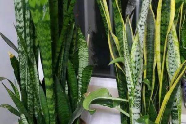 什么是虎皮兰，属于百合目、百合科多年生草本植物