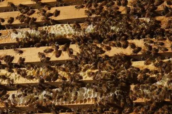 蜜蜂怎么合群不会打架，群味越接近和并蜂群时就越安全