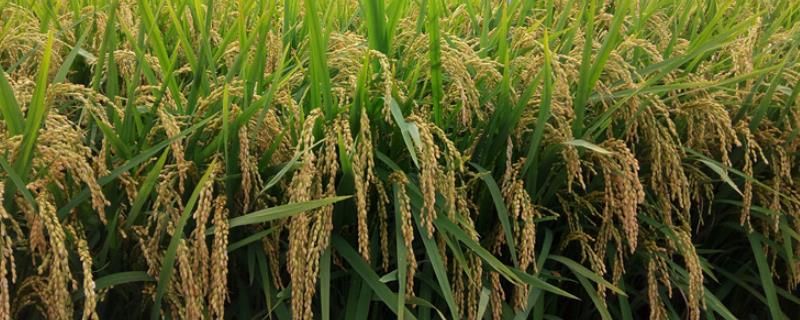 绿达181水稻的特征特性，从出苗至成熟需要134天左右