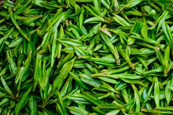 如何挑选茶叶，这四个要点是关键