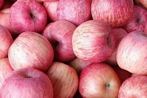 栖霞苹果的价格与产地，价格与规格有关