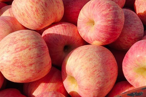 栖霞苹果的价格与产地，价格与规格有关