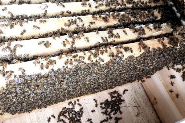 拆分蜂群的方法，可直接将原蜂箱中的部分蜂脾、蜜脾放入新蜂箱中