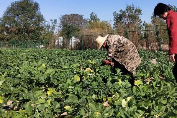 萝卜施肥技巧，有机肥可作为基肥一次性施入