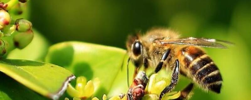 养蜂如何避免蜂王外逃，可安装防逃片或使用囚王笼