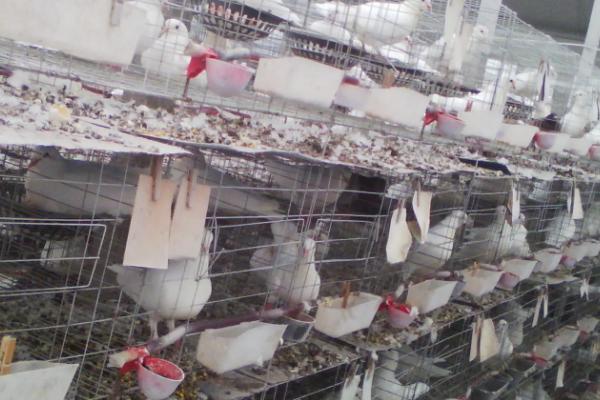 白羽王鸽饲养管理方法，达到3月龄之后要进行首次驱虫