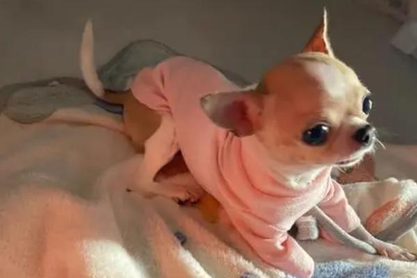 最好养的10种小型犬，包括泰迪犬、西施犬、柯基犬等品种