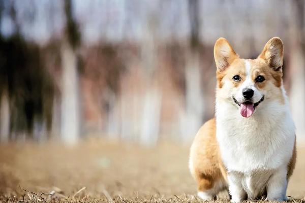 最好养的10种小型犬，包括泰迪犬、西施犬、柯基犬等品种