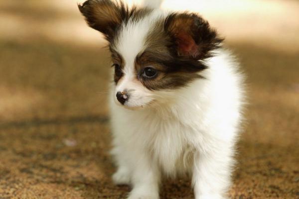 最好养的10种小型犬，包括泰迪犬、西施犬、柯基犬等品种