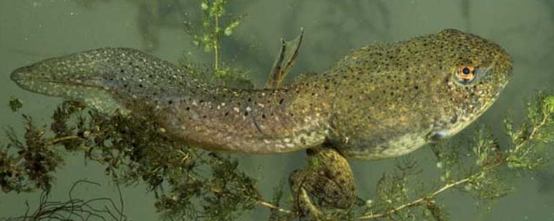 牛蛙蝌蚪简介，是牛蛙的幼体