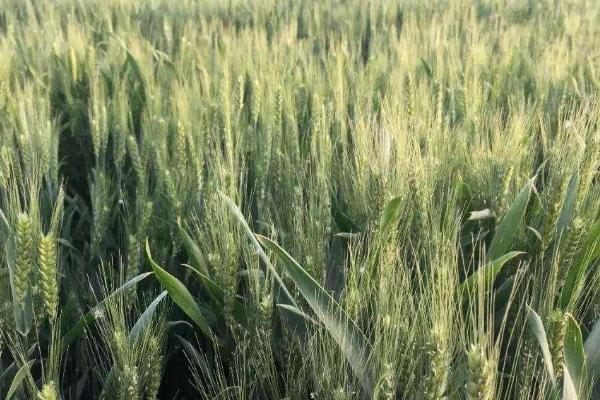 小麦抽穗期能否浇水，可以浇水但不能过量