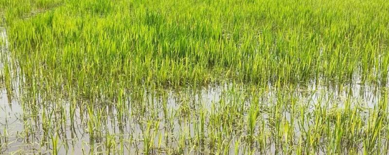 水稻药害的症状，慢性与急性病症不同