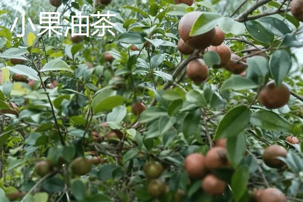 品质好的油茶苗有哪些，包括小果油茶、攸县油茶等品种