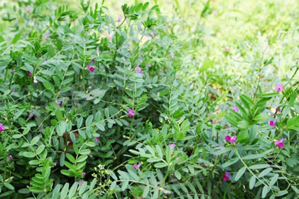 什么是山野豌豆，属于豆科、野豌豆属多年生草本植物