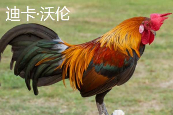 爱下蛋的鸡品种，海兰白鸡和京粉2号都不错