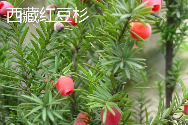 红豆杉的品种，包括东北红豆杉、云南红豆杉、西藏红豆杉等种类