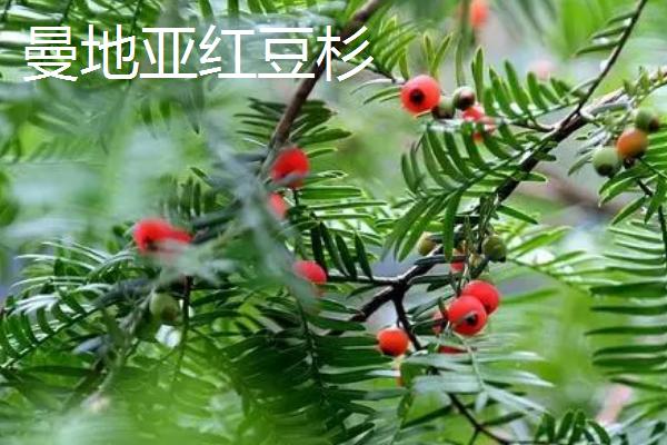 红豆杉的品种，包括东北红豆杉、云南红豆杉、西藏红豆杉等种类