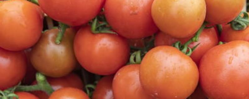 催红西红柿与普通西红柿的区别，催红西红柿的颜色比较均匀