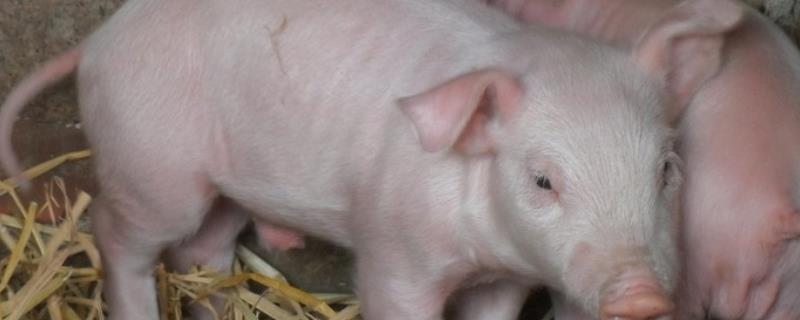 仔猪假死原因以及如何急救，母猪分娩时间过长会导致仔猪因无法呼吸而假死