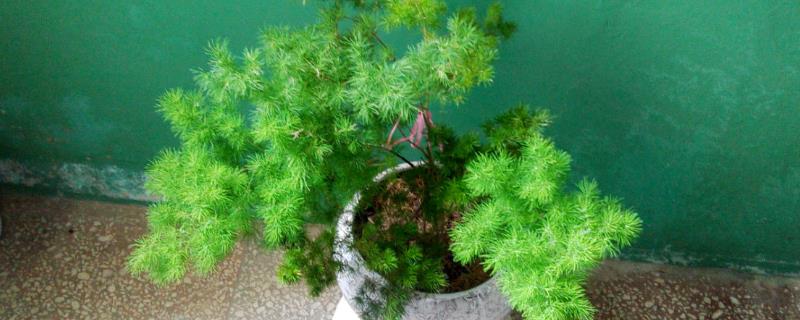 蓬莱松简介，是多年生常绿草本植物