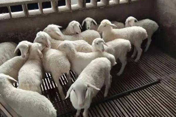 让羔羊安全越冬的方法，羊舍内要注意铺盖草帘