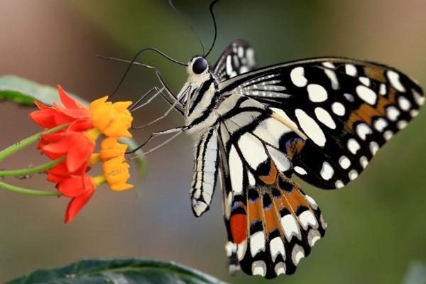 蝴蝶的生命周期，需经历卵—幼虫—蛹—成虫这四个阶段