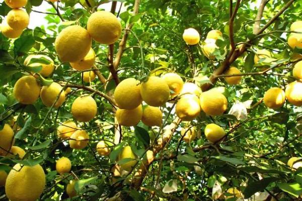 柠檬的产地，原产印度