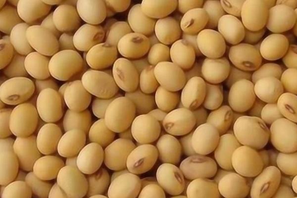 大豆怎么保存不生虫，冷冻保存不再生虫