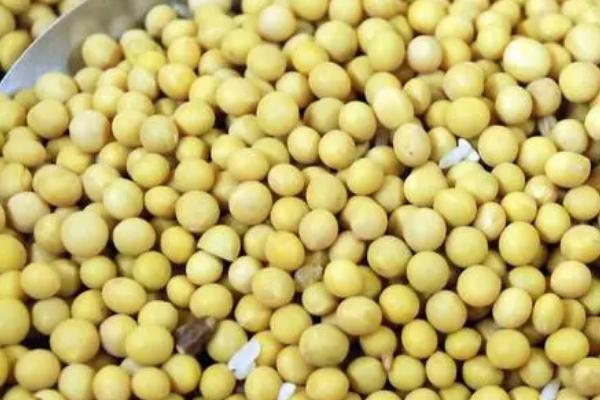 大豆怎么保存不生虫，冷冻保存不再生虫