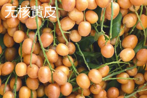 黄皮果品种介绍，这4种非常受欢迎
