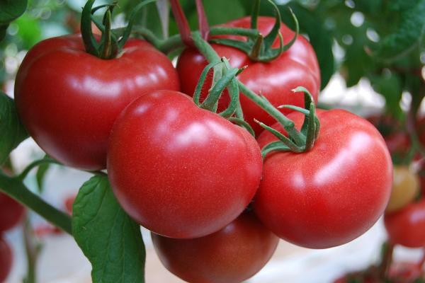 无土栽培蔬菜有哪些，番茄、苦瓜和茄子都可以