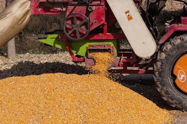 玉米脱粒的方法，机械脱粒效率高