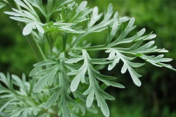 什么是魁蒿，属于菊科、蒿属多年生草本植物