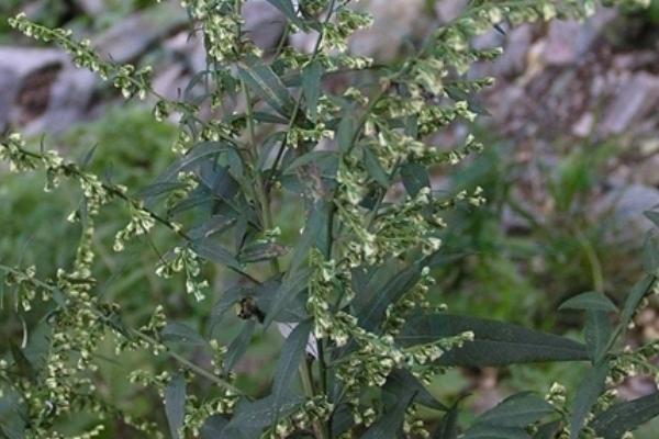 什么是魁蒿，属于菊科、蒿属多年生草本植物