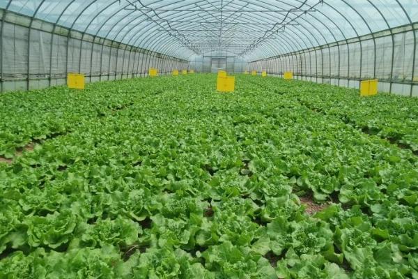 种植哪些蔬菜可以致富，青蒜、油麦菜、小白菜等品种均为适宜选择