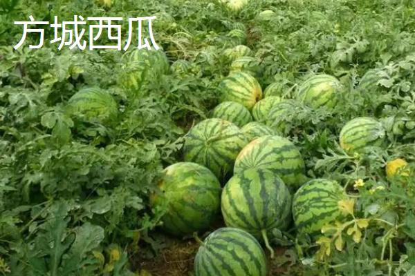 山东临沂市的特色水果，包括蒙阴蜜桃、大店草莓、蒙阴苹果等品种