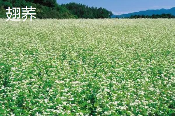 荞麦的产地，在我国主产于陕西、甘肃、山西等省份