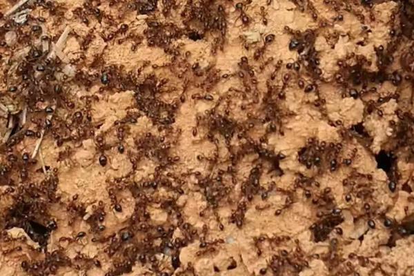 怎么人工养殖蚂蚁，需挑选体型大、繁殖能力强的品种作为种蚁