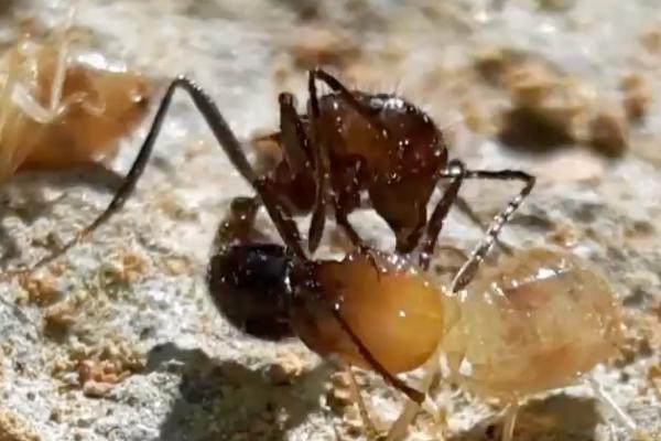 怎么人工养殖蚂蚁，需挑选体型大、繁殖能力强的品种作为种蚁