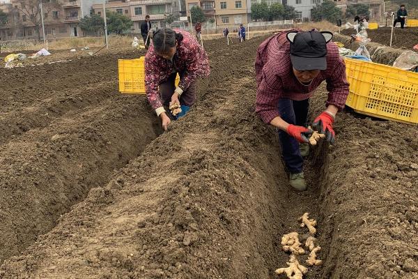 生姜高产种植方法，及时打顶有助于养分向根茎转移