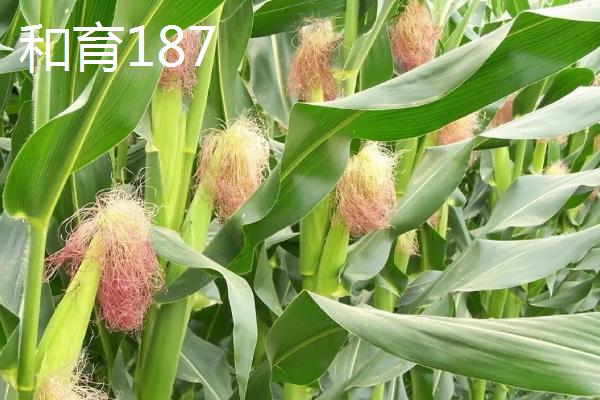 2021年可以种什么玉米，登海533、和育187、先玉1225等品种均为合适的选择