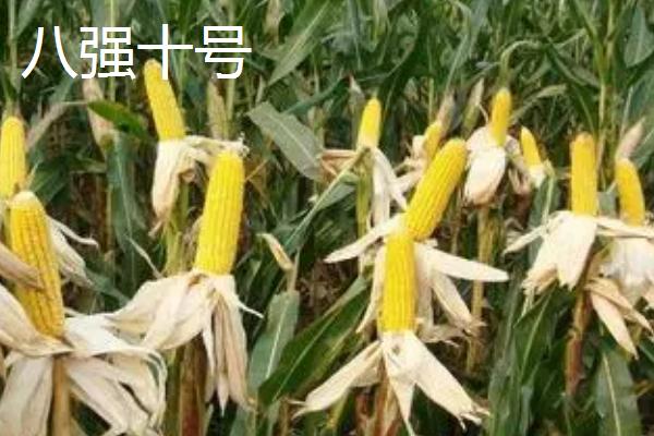 2021年可以种什么玉米，登海533、和育187、先玉1225等品种均为合适的选择